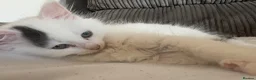 Mixed Breed cats for sale: Male kitten - Advert 6
