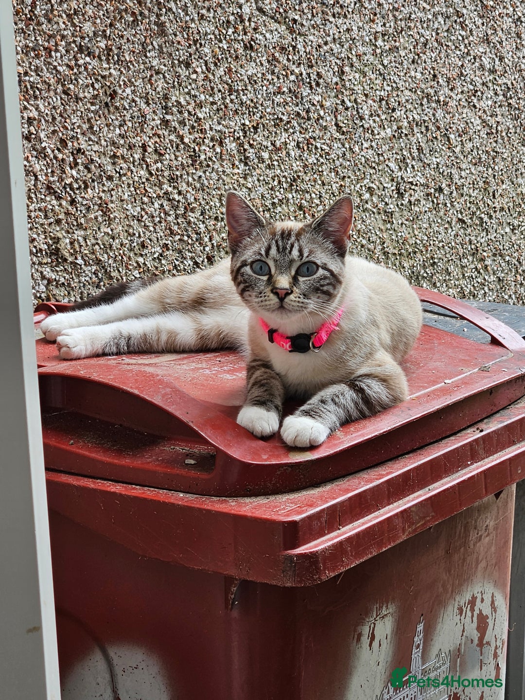 Mixed Breed cats for sale: 2 stunning cats looking for forever home  - Image 1