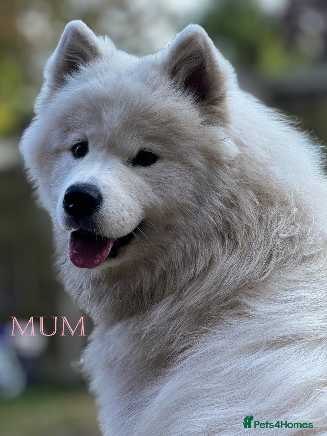 Samoyed dogs for sale: 🌟 Exceptional KC bear-faced Samoyed pups 🌟 - Advert 7