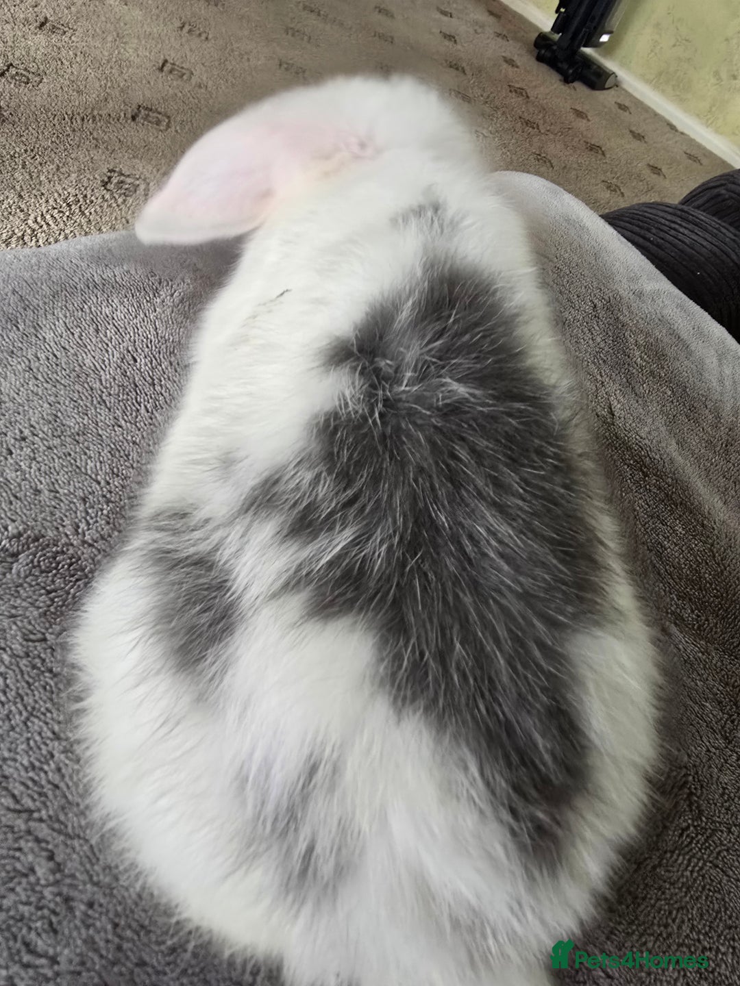 Mini Lop rabbits for sale: Mini lop baby girl ready now - Image 8