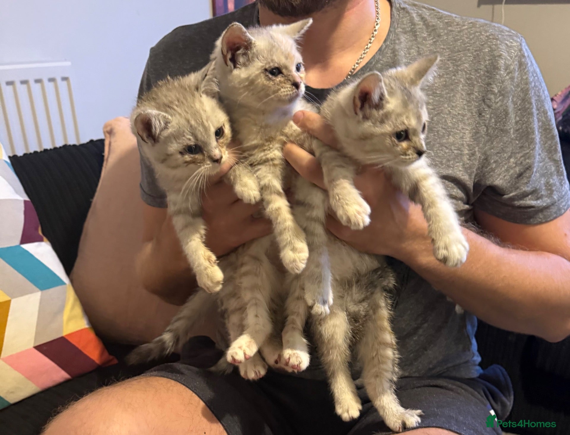 British Shorthair cats Chunky Silver and ginger BSH kittens  - Advert 1