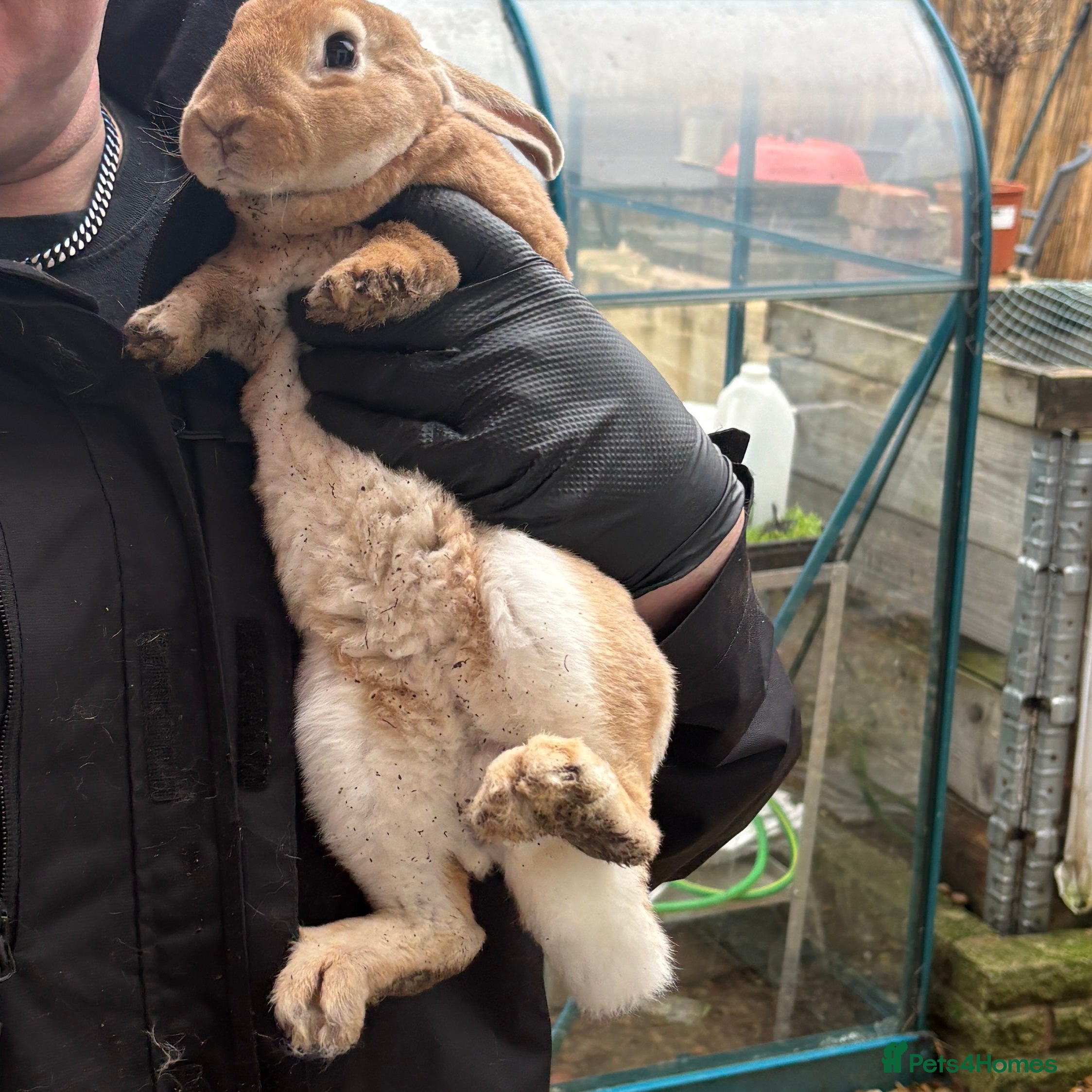 Mixed Breed rabbits Male bunnies - 4 months old  - Advert 10