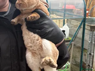 Mixed Breed rabbits Male bunnies - 4 months old - Advert 10