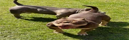American Bully dogs for sale: Pocket bullies  in Sheffield - Advert 14