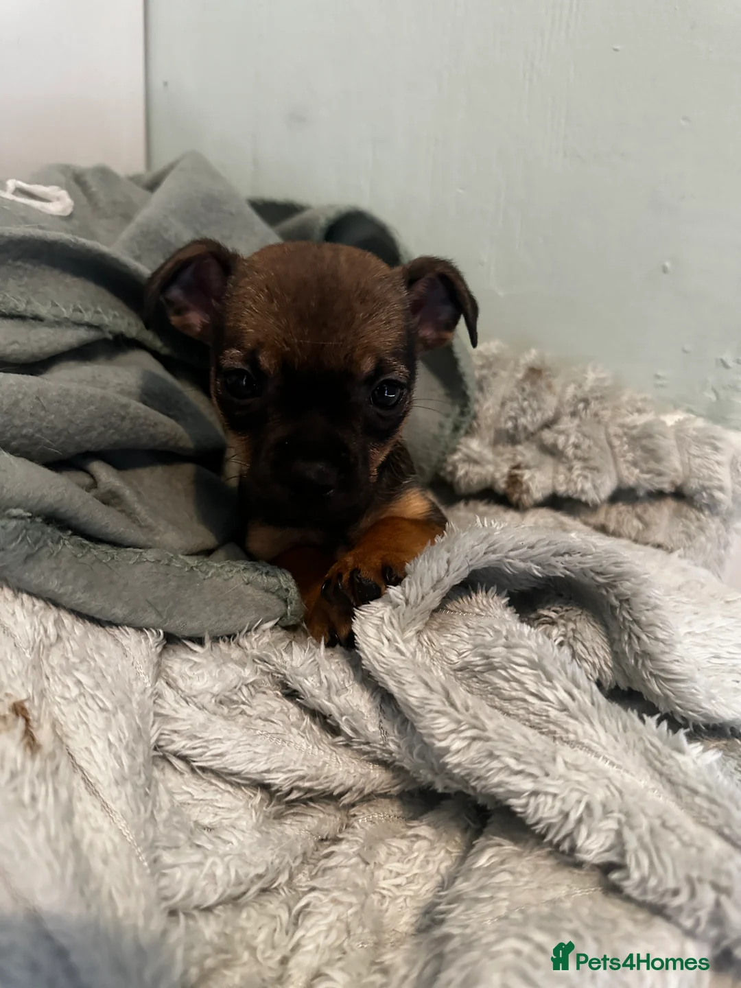 Mixed Breed dogs for sale: French Jacks x 5 - Advert 9