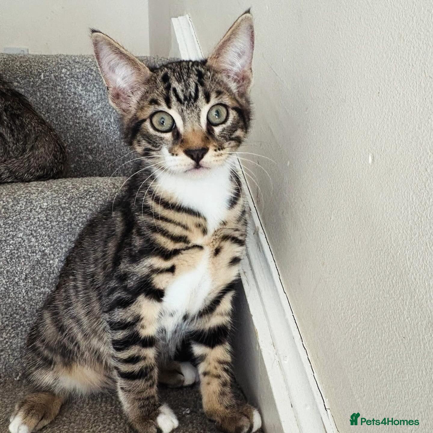 Mixed Breed cats for sale: Father and Son in Boston - Advert 3