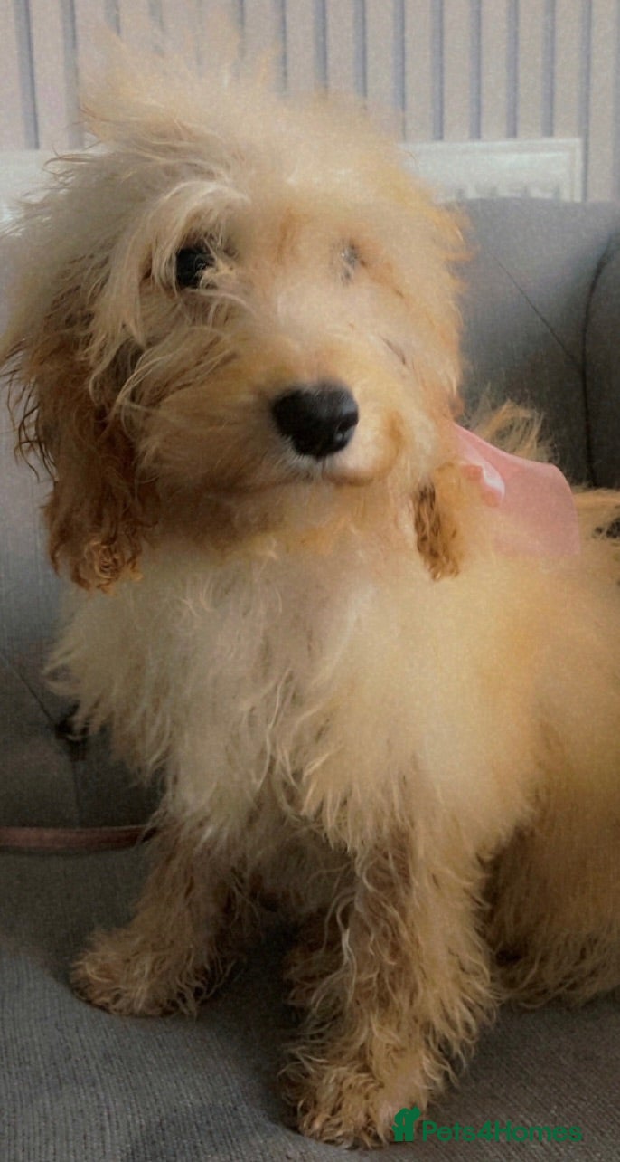 Cockapoo dogs Cockerpoo  - Advert 1