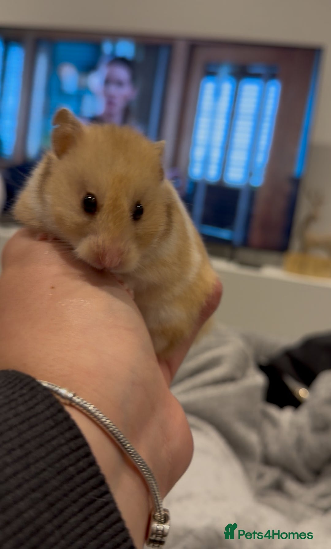 Hamster rodents for sale: Meet Bear, Female Syrian for Adoption - Advert 2