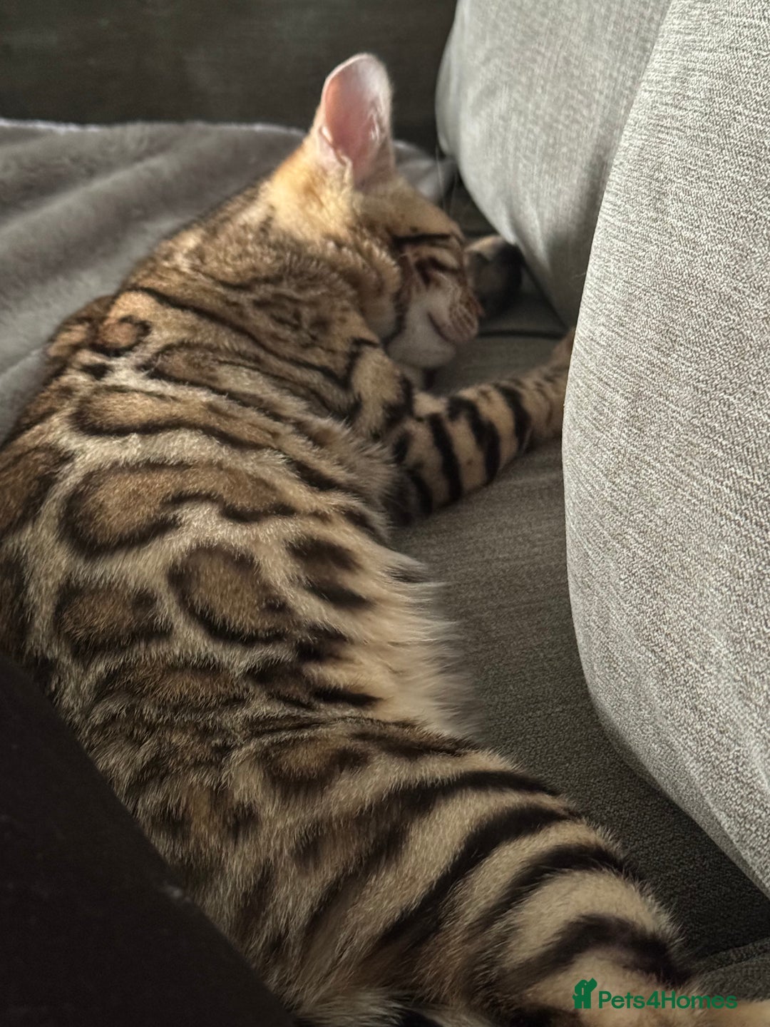 Bengal cats for sale: Beautiful girl  - Advert 9