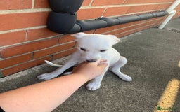 Lurcher dogs for sale: White Lurchers  - Image 7