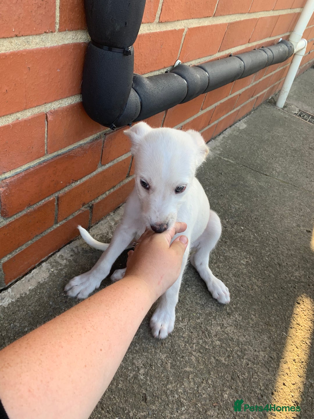 Lurcher dogs for sale: White Lurchers  - Image 7