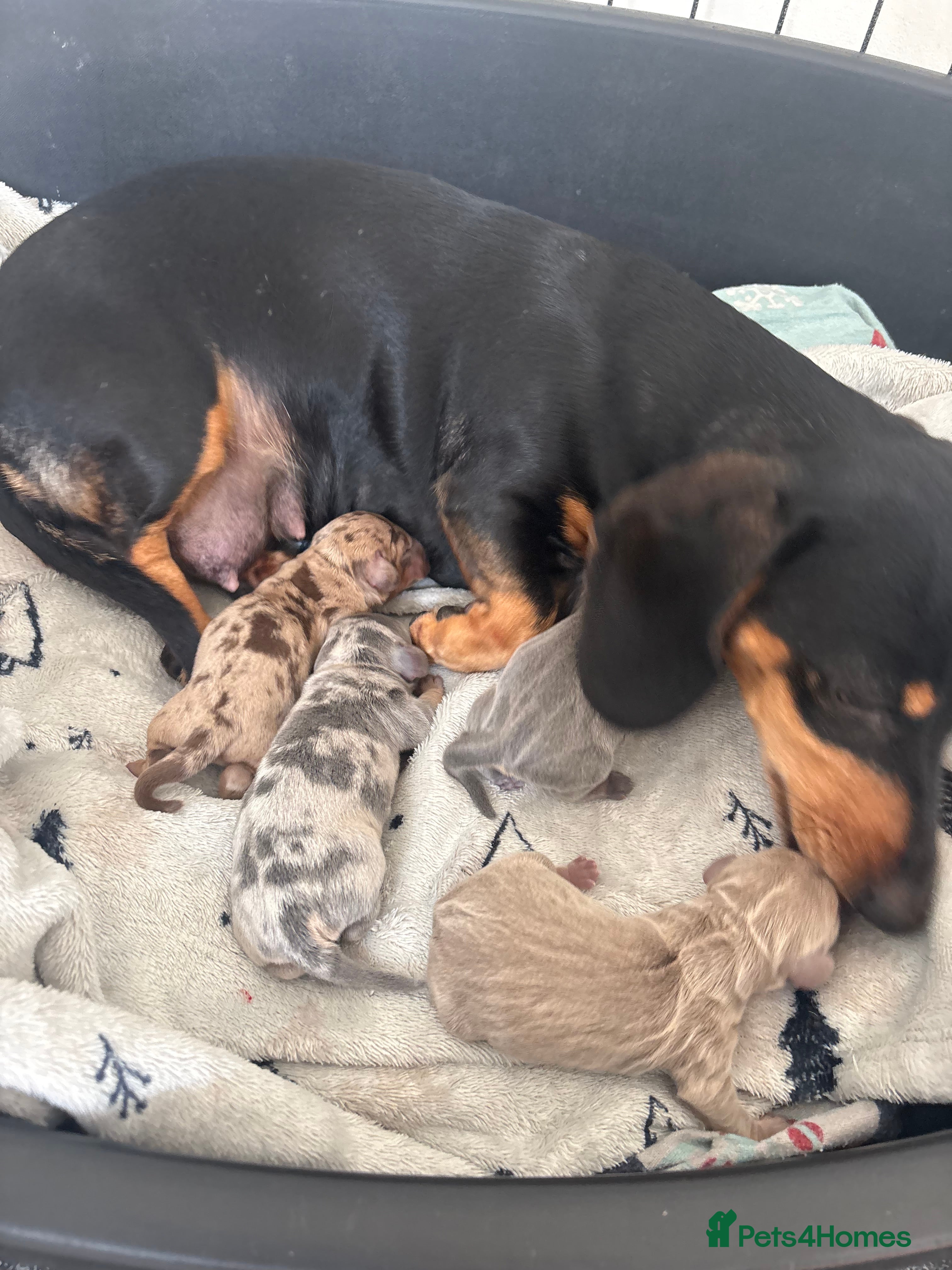 Miniature Dachshund dogs Miniature dachshund puppies  - Advert 2