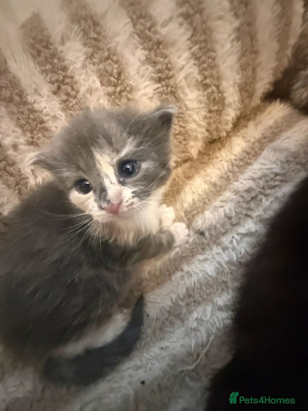 Maine Coon cats for sale: Maincoon mix  - Advert 15