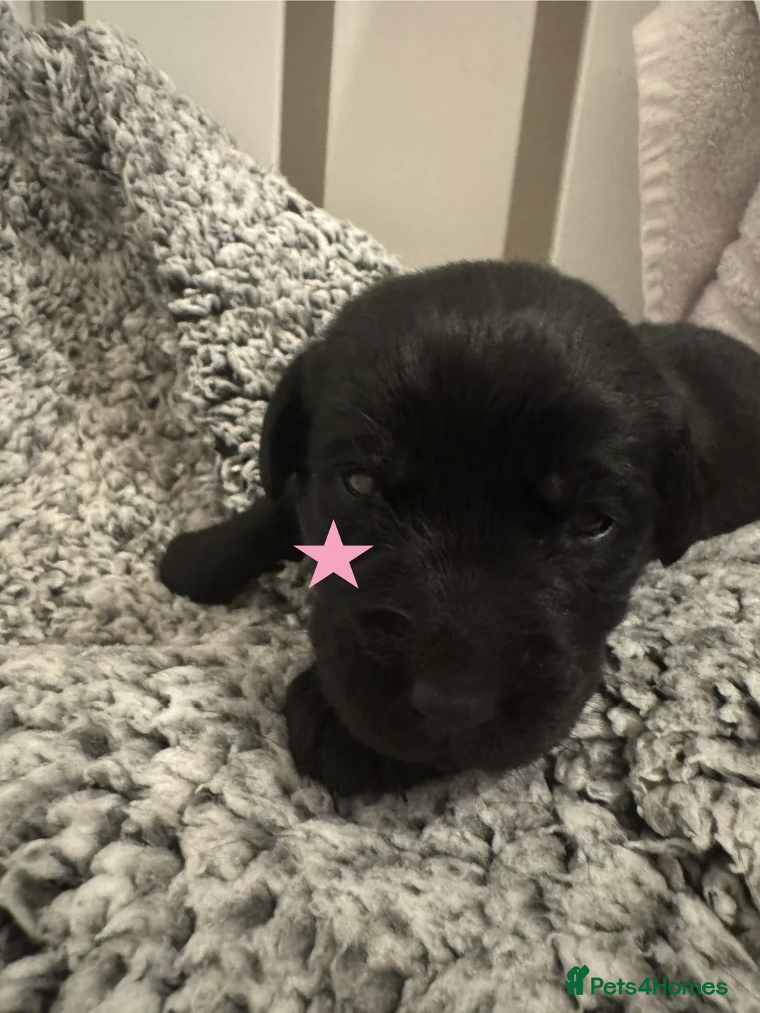 Labrador Retriever dogs for sale: 3 black females remaining – Labrador Retrievers - Advert 20