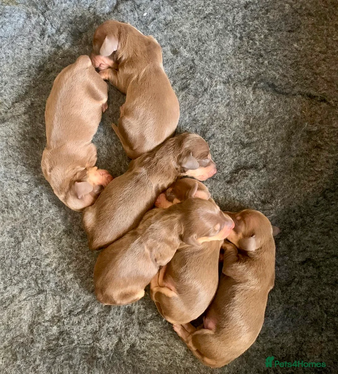 Miniature Dachshund dogs for stud: KC reg Isabella & Tan Stud! Free ovulation test in Stockton-on-Tees - Advert 9