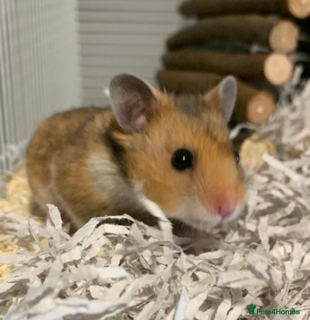 Hamster rodents Syrian hamster - Advert 8