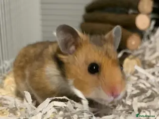 Hamster rodents Syrian hamster - Advert 8