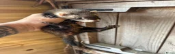 Ferret rodents for sale: Micro eu ferrets at 4 girls left 6 boys  - Advert 16