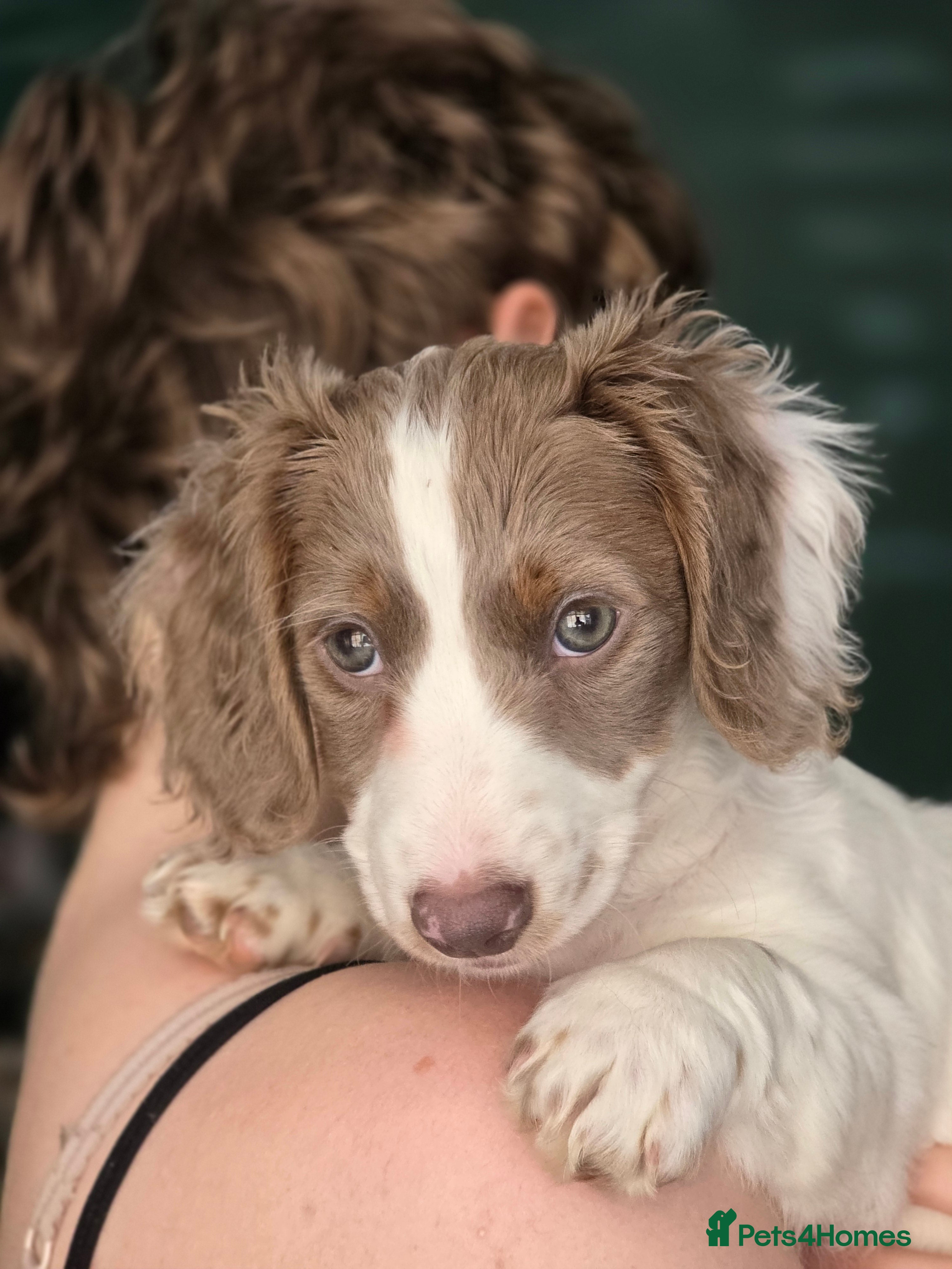 Miniature Dachshund dogs Last long hair miniature dachshund girl pied - Advert 5