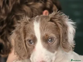 Miniature Dachshund dogs Last long hair miniature dachshund girl pied - Advert 5