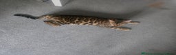 Bengal cats for sale: SBT TICA F5 Bengal Queen-Must Be Rehomed by March  - Advert 14