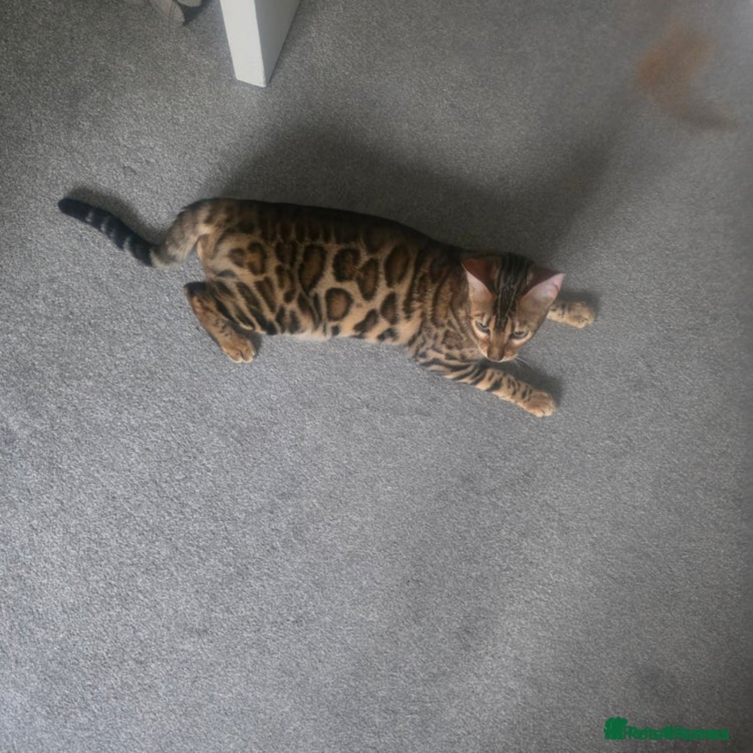 Bengal cats for sale: SBT TICA F5 Bengal Queen-Must Be Rehomed by March  - Advert 14