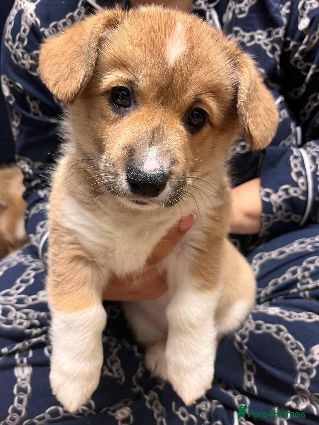 Welsh Corgi Pembroke dogs for sale: Stunning KC registered Welsh Pembroke corgis  - Advert 29