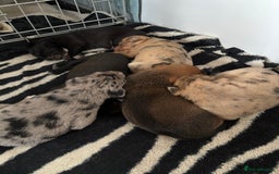 Mixed Breed dogs for sale: Stunning staffy x collie puppies  - Image 1
