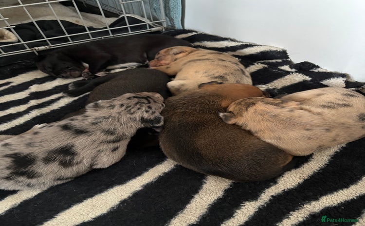 Mixed Breed dogs - Advert 4