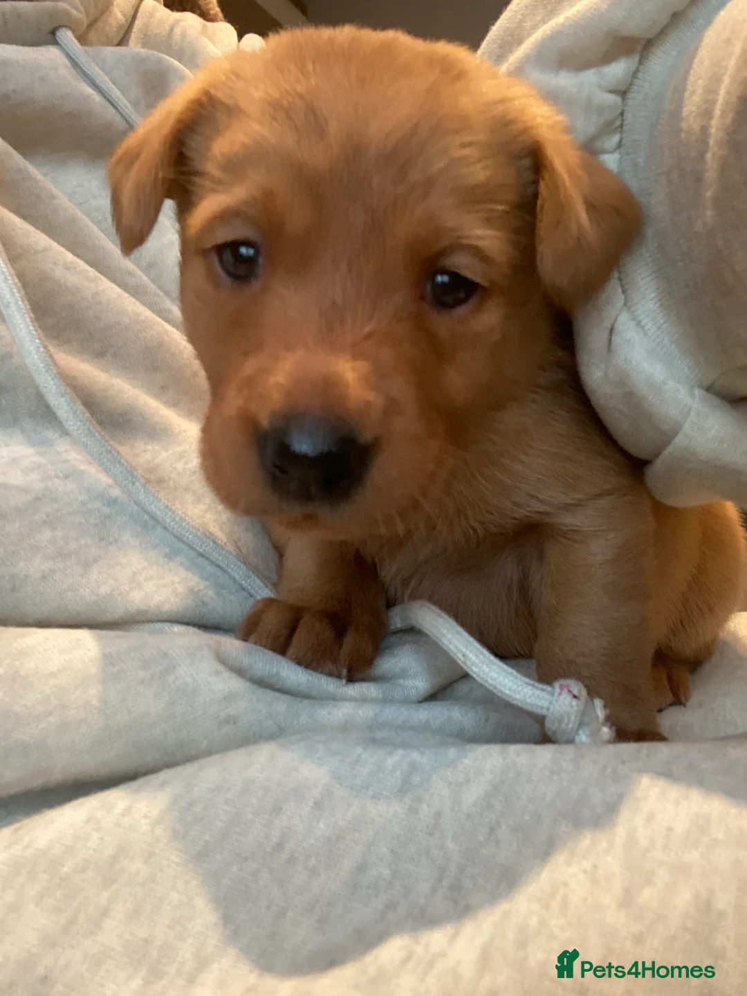 Labrador Retriever dogs for sale: Stunning Fox Red Labrador Retriever puppies - Advert 6