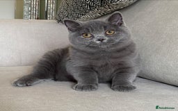 British Shorthair cats for sale: Lovely BSH  - Image 8