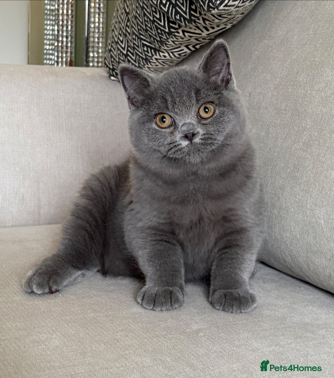 British Shorthair cats for sale: Lovely BSH  - Image 8