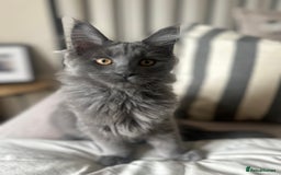 Maine Coon cats for sale: Blue Smoke Female Maine Coon!! TICA Registered 🐾 - Image 4