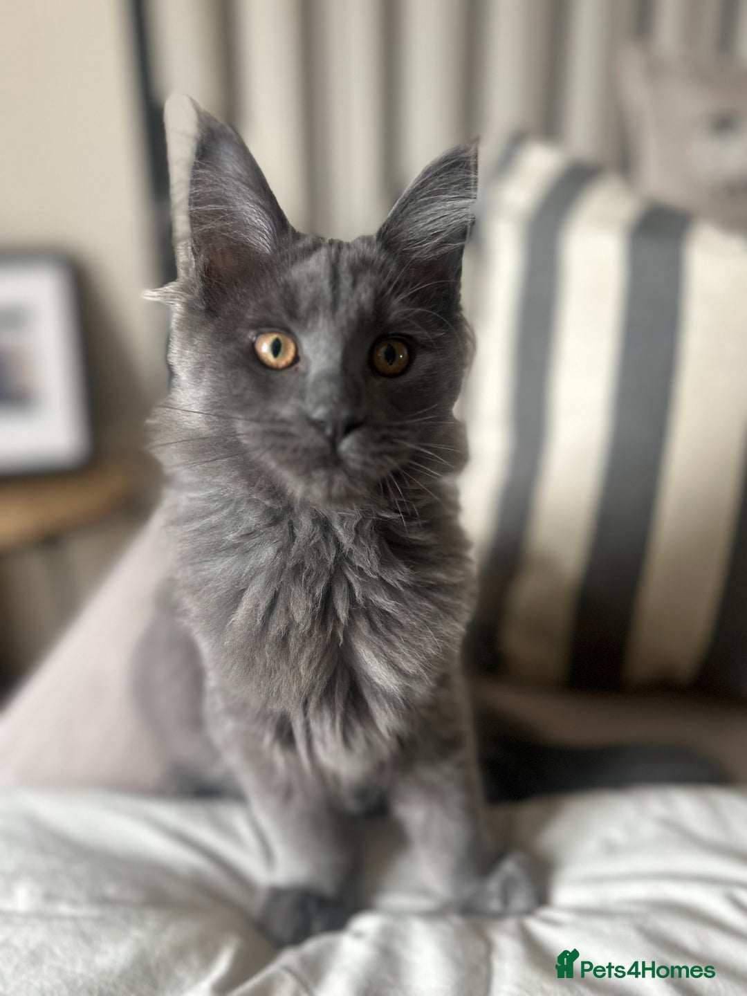 Maine Coon cats for sale: Blue Smoke Female Maine Coon!! TICA Registered 🐾 - Image 4