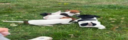 Jack Russell dogs for sale: 5 male Jack Russell puppies ready to go - Advert 26