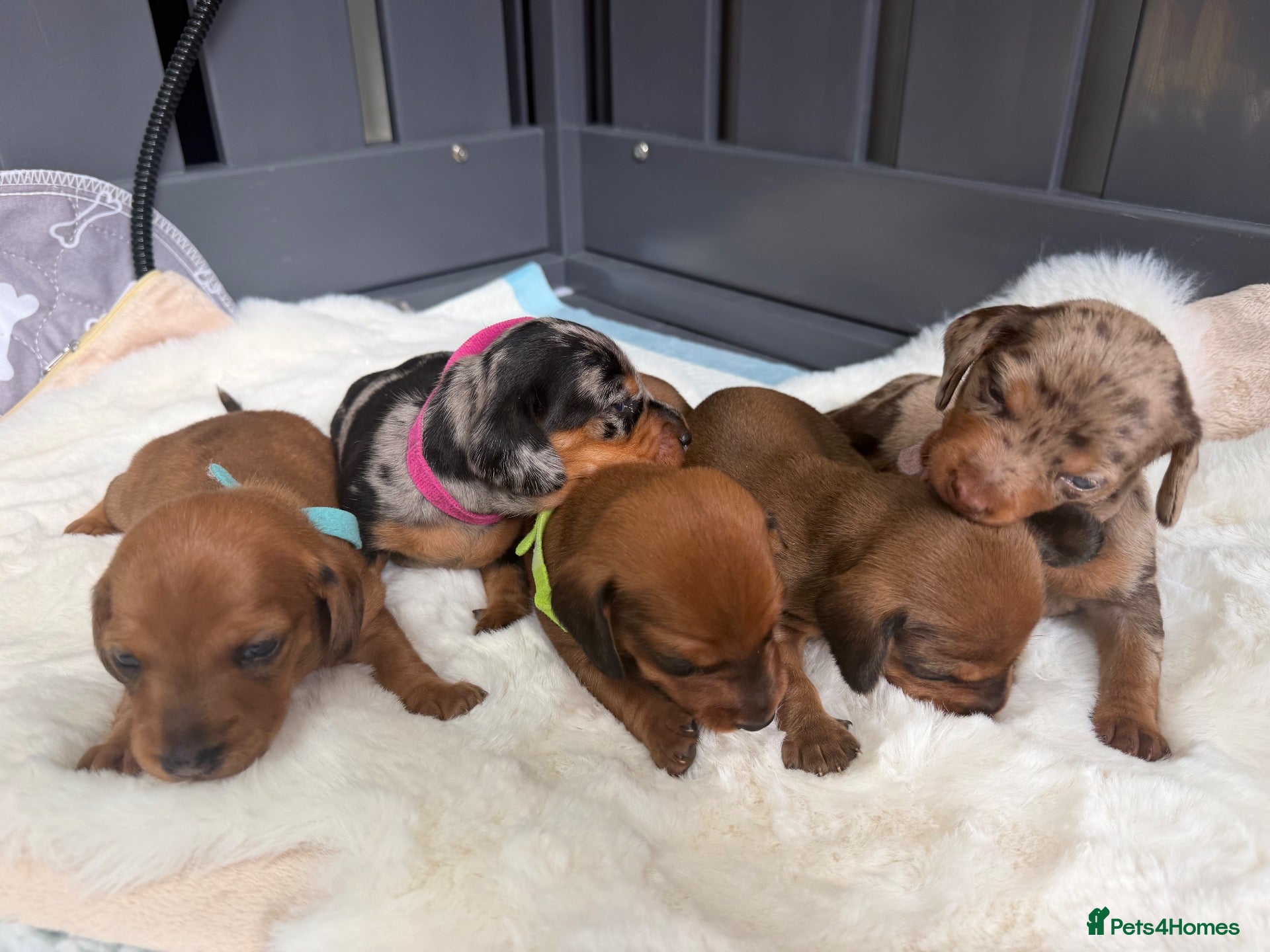 Dachshund dogs dachshund puppies For sale *1 boy left green* - Advert 2