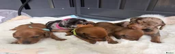 Dachshund dogs for sale: dachshund puppies For sale *1 BOY LEFT purplecol*  - Advert 19