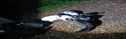 Mixed Breed cats for sale: Barn kittens for sale  - Advert 2