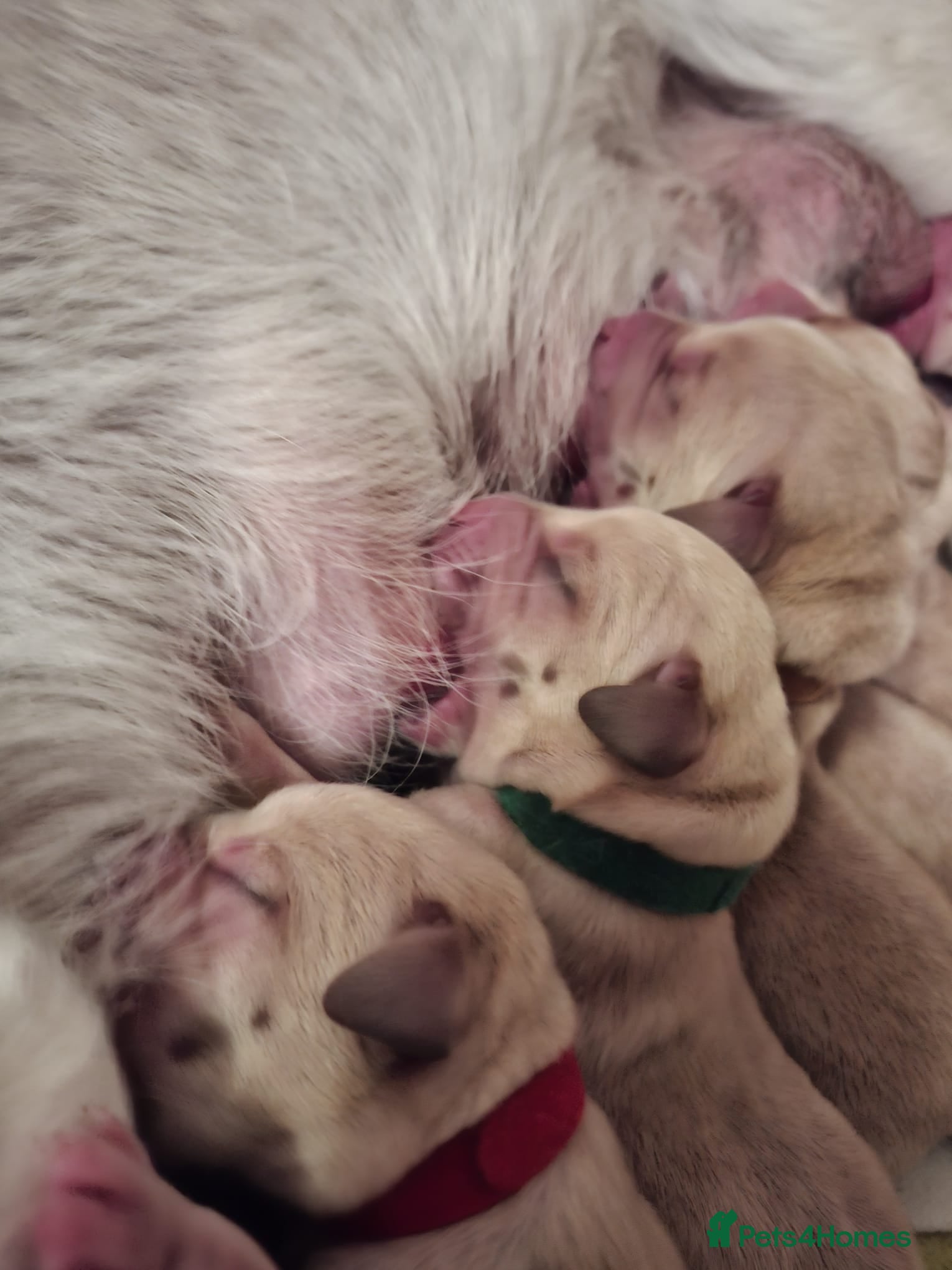 Labrador Retriever dogs Beautiful Kennel Club Registered Labrador Puppies - Advert 14