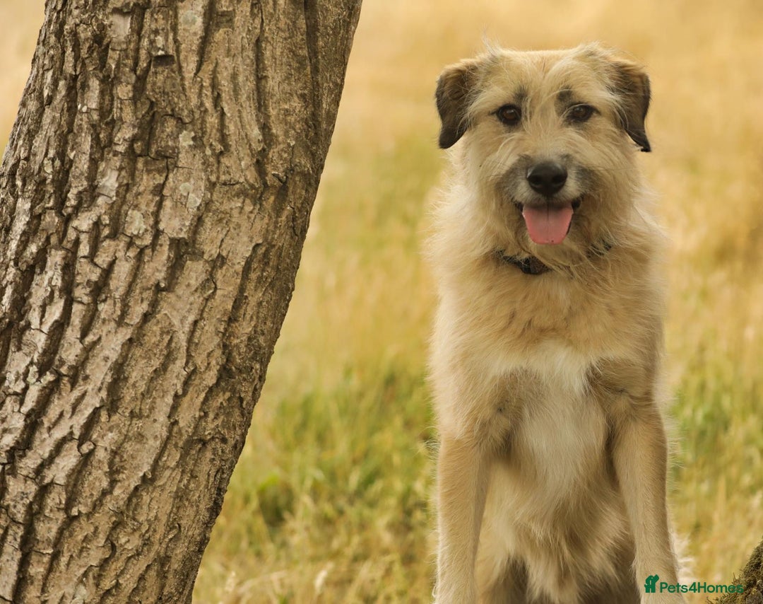 Mixed Breed dogs for adoption: 💙🐶 COOPER 🐶💙 - Image 12