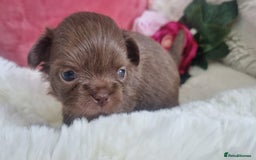 Chihuahua dogs for sale: Beautiful chocolate long coat chihuahuas - Image 7
