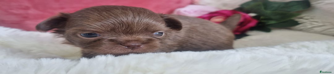 Chihuahua Puppy 1