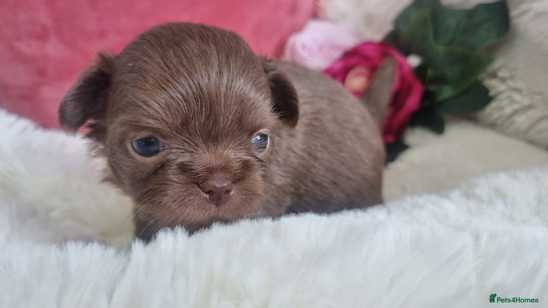 Chihuahua dogs for sale: Beautiful chocolate long coat chihuahuas - Image 7