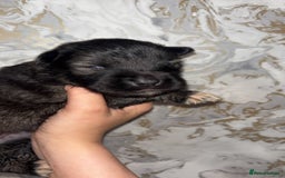 Mixed Breed dogs for sale: Shar-pei puppies  - Image 22