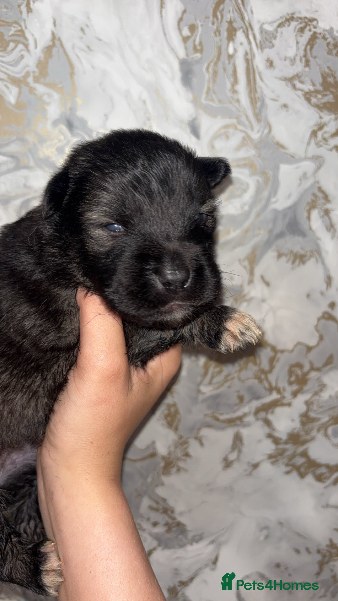 Mixed Breed dogs for sale: Shar-pei puppies  - Image 22