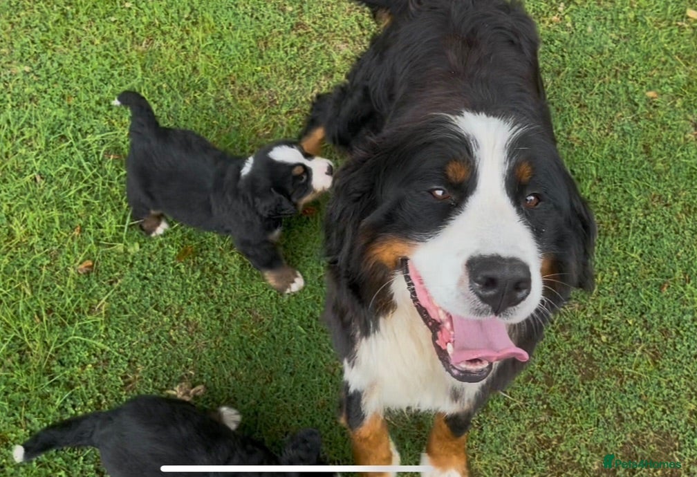 Bernese Mountain Dog dogs Bernese Mountain Dog Puppies - waiting list - Advert 1