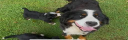Bernese Mountain Dog dogs for sale: Bernese Mountain Dog Puppies - waiting list - Advert 1