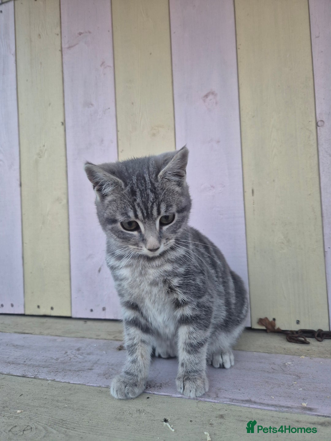 Domestic Shorthair cats for sale: 💙 Stunning boy looking for his furever home 💙 - Advert 6
