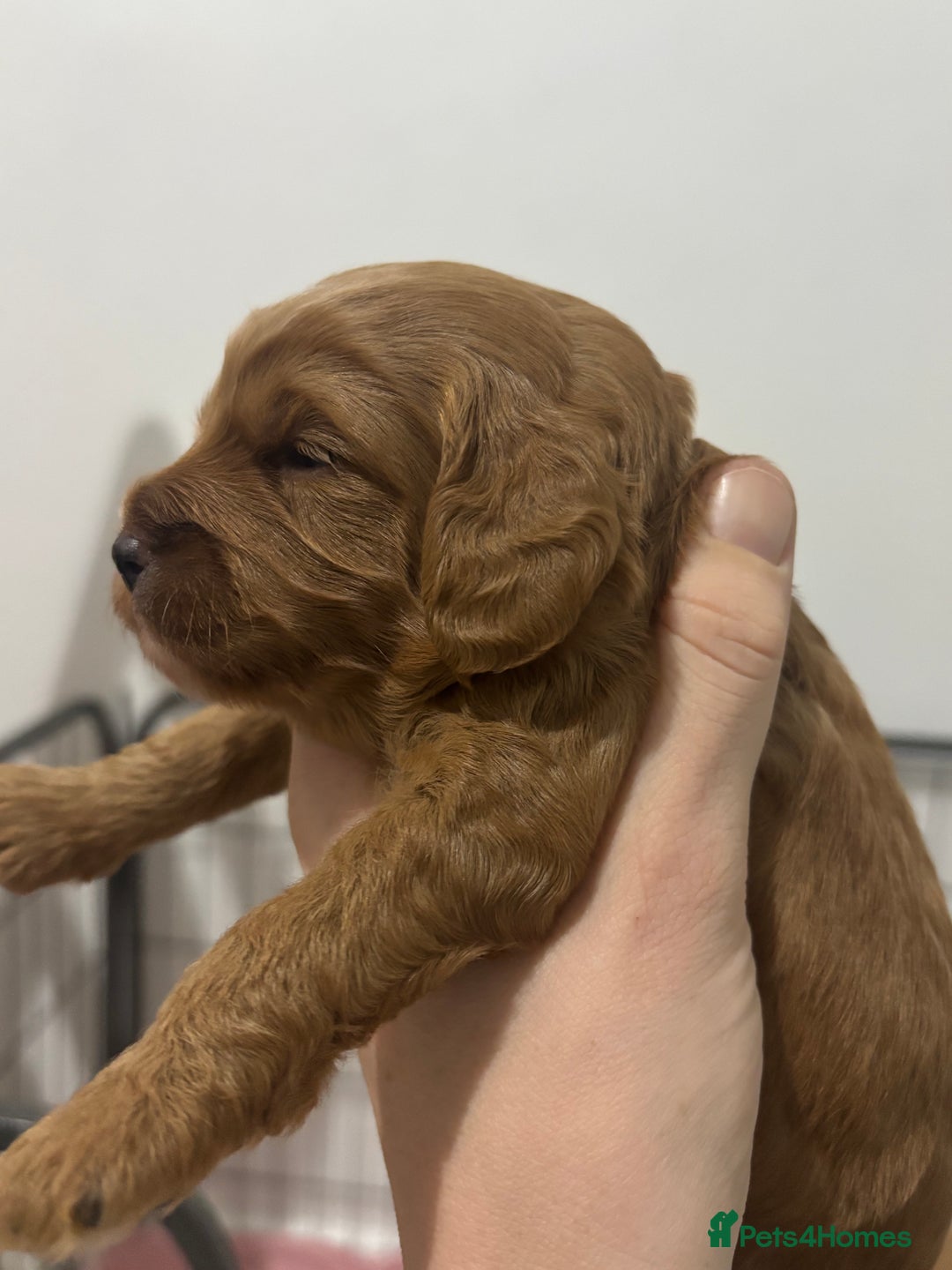 Cockapoo dogs for sale: Red cockapoo pups 😍 3 weeks old almost  - Advert 22