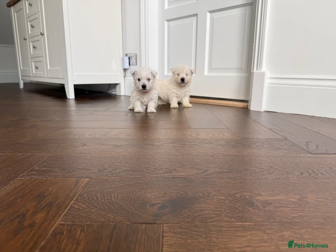 West Highland Terrier dogs for sale: Champion Bloodline, KC reg Puppies in Newark - Advert 2